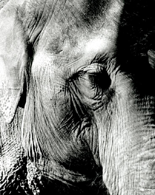 Close Up Elephant