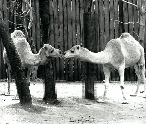 Kissing Camels
