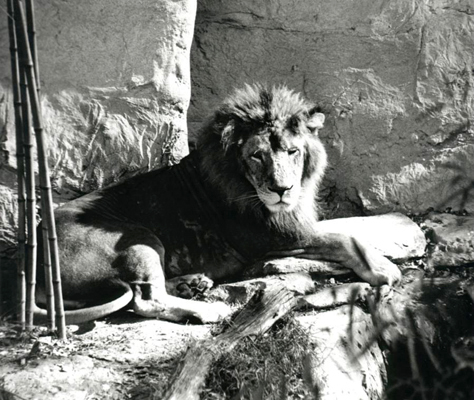 Lion at the Audobon Zoo
